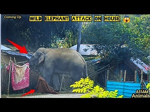 Dangerous Wild Elephant Attack On House 😱😱🐘||
