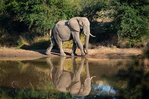 13 African Elephant Facts - Fun & Interesting Info on the Savanna Giant