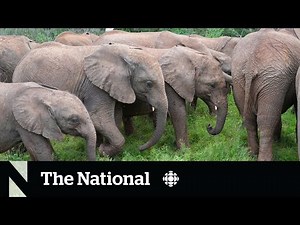 Getting orphaned elephants back in the wild