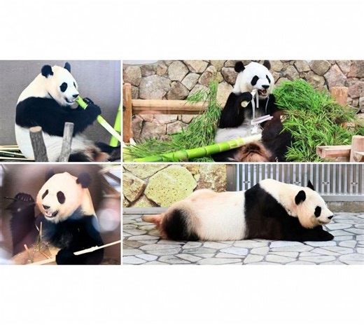 【動画】ありがとうパンダ　和歌山・白浜から中国へ：紀伊民報AGARA｜和歌山県のニュースサイト