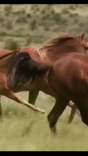 Pferde Herde Kabardiner