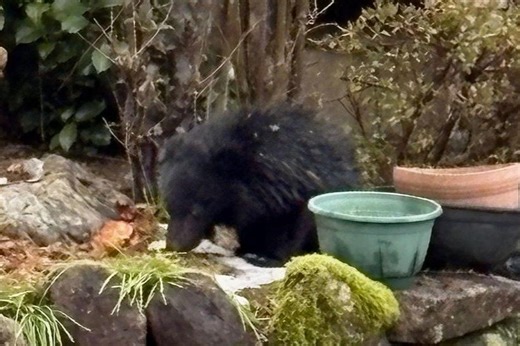 【動画あり】まさか「クマが家の軒下に」加茂市の住民が鉢合わせ　子グマか | 新潟日報