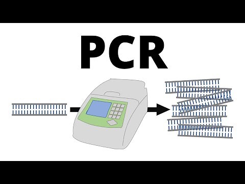 How PCR (Polymerase Chain Reaction) works explained in 1 minute