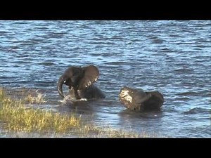 Drowning Elephant Baby