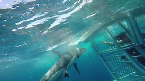 Experience an up close experience with Great White Sharks in Port Lincoln, South Australia. | Adventure Bay Charters