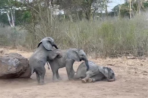 Baby elephants are a lot like dominos — one falls down, they all tumble down! (This is — you guessed it — our Umani kindergarten class: Lenny, Sulwe, and Zigi, while nanny Kiasa tries to maintain some order) — These babies are ‘grandchildren’ of our Orphans’ Project: Their mothers were orphaned when they were just babies themselves and raised in our care. Now, they are all grown up and nurturing their own families in the wild. Meet the 79 known ‘grandchildren’ born to our Orphans’ Project: sheld