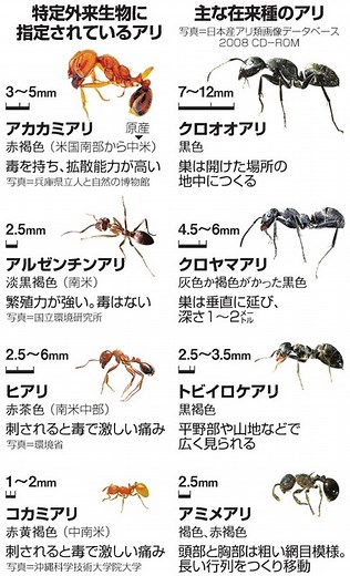 外来アリの危険、ヒアリ以外にも　９年で１５種通報