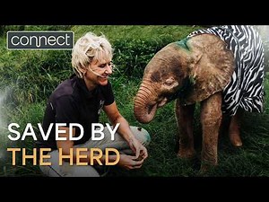 Every Elephant needs a Herd | HERD
