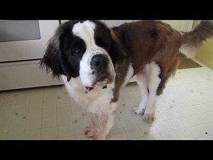 St. Bernard Dog Talking