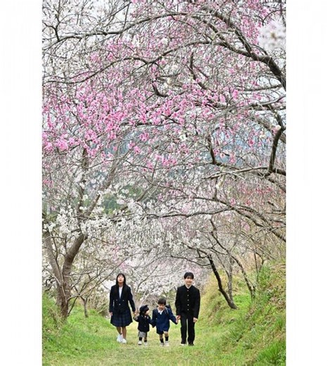 【動画】サクラとハナモモ共演　和歌山県田辺市長野の「ひるね茶屋」：紀伊民報AGARA｜和歌山県のニュースサイト