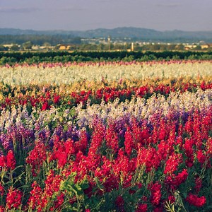 Lompoc Flower Fields - Photos, Tracker, and Map - Lompoc California