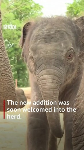 Watch as this baby Asian elephant takes her first wobbly steps. 🐘 bbc.in/2IaHYZi | BBC News