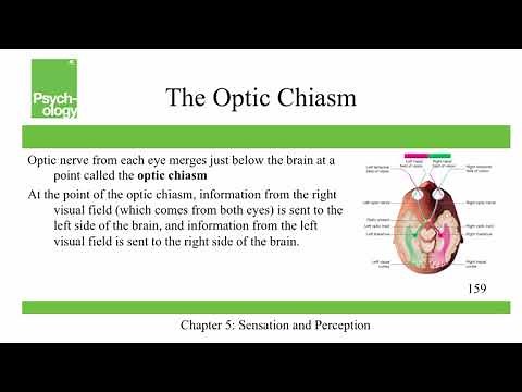 Openstax Psychology - Ch5 - Sensation and Perception