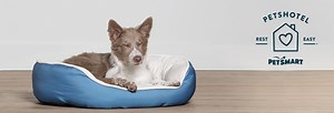 Dog & Cat Boarding: Overnight Pet Sitting at PetsHotel | PetSmart