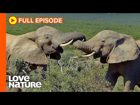 African Elephants Fight for Survival Against Poachers | Wildlife Icons Ep203