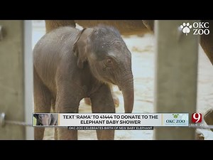 OKC Zoo Celebrates Birth Of New Baby Elephant