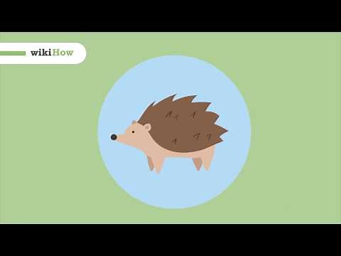 How to Take Care of a Hedgehog: A Complete Guide