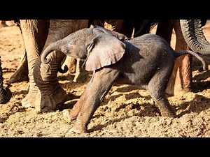 Baby Elephant Born in Ithumba | Meet Milo | Sheldrick Trust