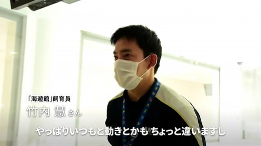 Baby seal saved by aquarium in Osaka makes big splash in debut