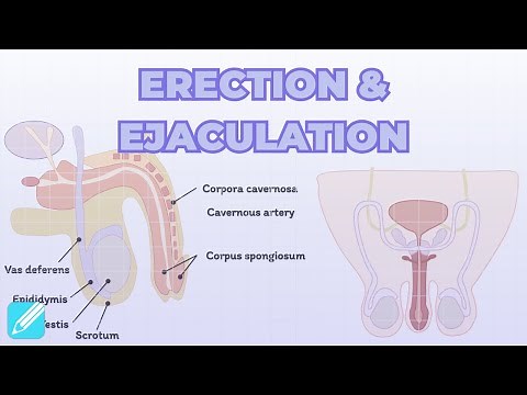 Erection & Ejaculation | Male Reproductive System