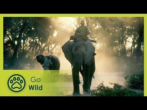 Elephant Orphans - Go Wild